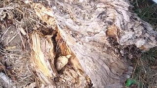 Dude takes a major leak in nature