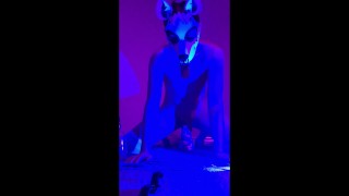 XL bad dragon horse dildo gapes pup slut on fuck machine