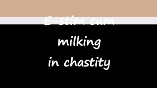 Electro stimulation cum milking in chastity