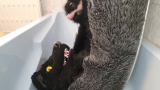 Murrsuiter pisses on himself and inside his maw for a good drink then cum inside