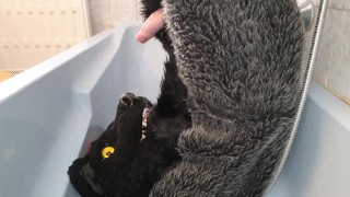 Murrsuiter pisses on himself and inside his maw for a good drink then cum inside