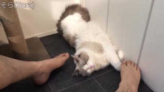 足元でセクシーな猫が寝ていました