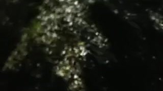 pissing in a public park during pride by the road