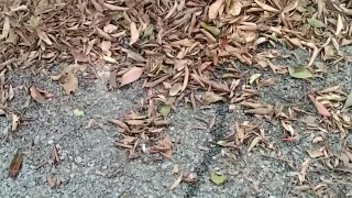 Soft Hairy Cock Pissing In The Woods