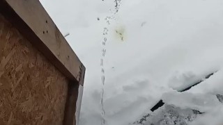 Peeing in the snow