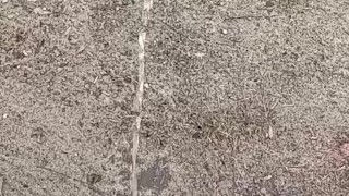 Pissing the morning away 