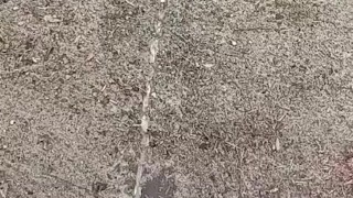 Pissing the morning away 