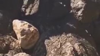 Naughty exhib jerking off at the beach ... almost getting caught!! 