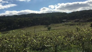 ROSES ARE RED MY FEET ARE FOR U - MANLYFOOT - FLIP FLOP LIFE - VISIT AN AUSTRALIAN WINERY ep 3 🌹