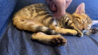 Kitty relaxes 