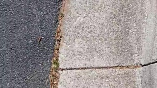 Buck bulging walking to Dick's Sporting's Goods