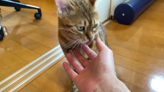 Reward your kitty with a treat ....