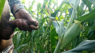 Cumming on maize leaf, 😲 super cumming