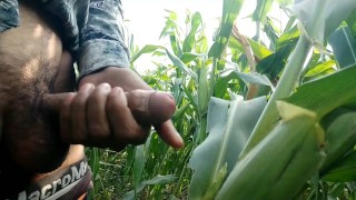 Cumming on maize leaf, 😲 super cumming