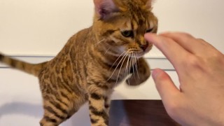 Lonely kitty wants a reward for staying at home ... . I'll pet her a lot.