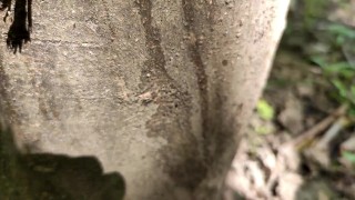 Cumshot on 'cum here' tree , showing cum close up and piss at a cruising area