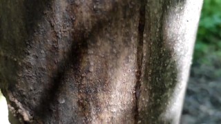 Cumshot on 'cum here' tree , showing cum close up and piss at a cruising area