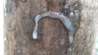 Cumshot on 'cum here' tree , showing cum close up and piss at a cruising area