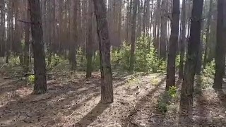 Lubię wypady do lasu