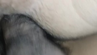 Batiéndole la leche a culo preñado