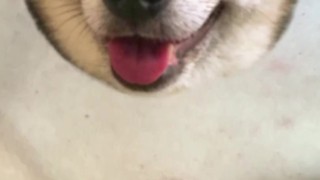 小奶狗帅哥视频飞机（1）