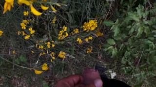 Gianni Ginestra piscia sulle ginestre in fiore
