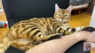 Incredibly beautiful with big tail 