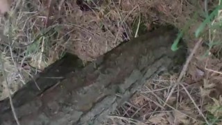 torture play my cock in the forrest