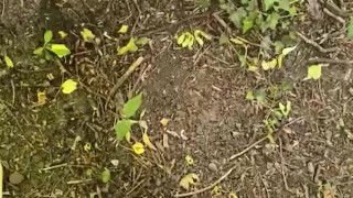 Piss and wank in a field