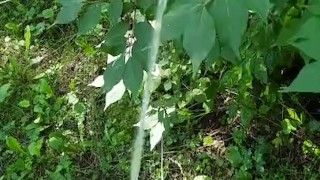 Peeing in public on tree 