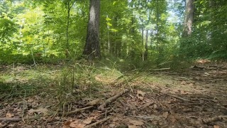 Stopped hiking to piss on this tree