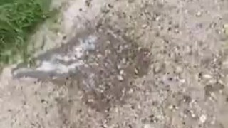 Public piss and stroke