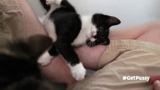 TINY PUSSIES INVOLVE THE CAMERA MAN WHILE PLAYING WITH EACH OTHER