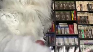Eclipse Husky Jerk Off and Cumshot