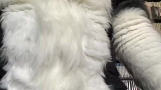 Eclipse Husky Jerk Off and Cumshot