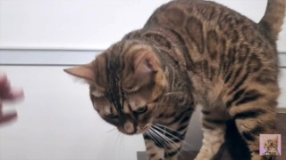 I peek into the room of the Pussy of my dreams, and suddenly the intense play starts ... . She was p