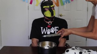 Puppy get a bone cake for their Birthday