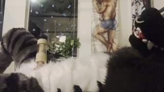 Fursuiter cums using Venus 2000 milking machine