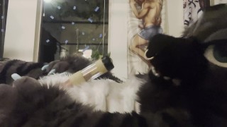 Fursuiter cums using Venus 2000 milking machine
