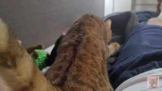 When in the morning, a lovely kitty will give you a massage ... . Romantic kitty