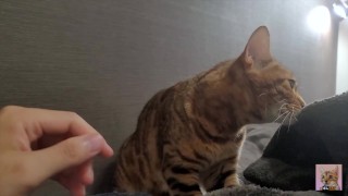 When in the morning, a lovely kitty will give you a massage ... . Romantic kitty