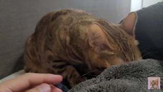 When in the morning, a lovely kitty will give you a massage ... . Romantic kitty
