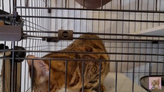 Pussy who wants your treat and tries hard to lick it . . I can see all the way into her mouth!