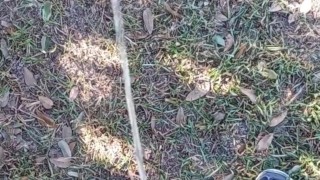 Risky Public Pissing Nonstop