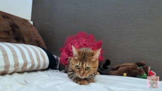 A furry in a dress stares at you on your bed ... .