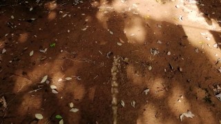 Peeing To Earth Soil 🌍_ how real men Urinate 💪_ bubbly pee 💦
