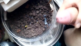 BIG COCK CUM IN CLOSEUP ON THE POT