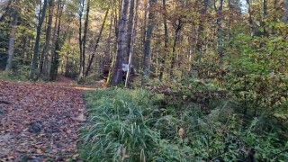 Showing my COCK and JERKING OFF in public (forest)...and almost got caught