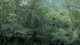 In the river - Vertical HD 60fps