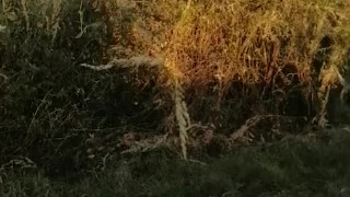 Orinando del Portón